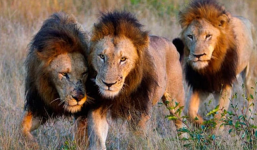 Hy hữu: 3 con sư tử giải thoát bé gái bị bắt cóc